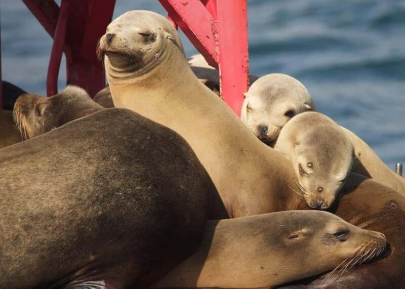 Long Beach: Sightseeing Harbor Cruise - Long Beach: Sightseeing Harbor Cruise – A Practical Guide to the Harbor’s Hidden Charm