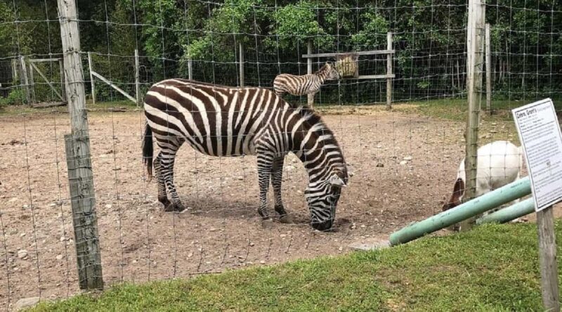 Long Island Farm & Vanderbilt Planetarium Tour|Kids 50% Off - Who Will Enjoy This Tour?