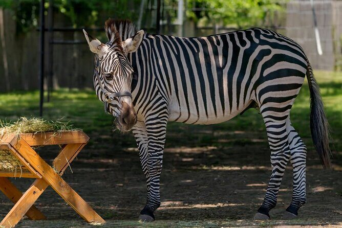 Long Island Farm & Wildplay Jones Beach Tour | Kids 50% Off - Starting Out: The Journey from Brooklyn