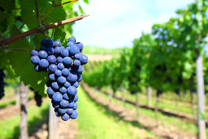 Long Island Winery Tour - Booking and Cancellation