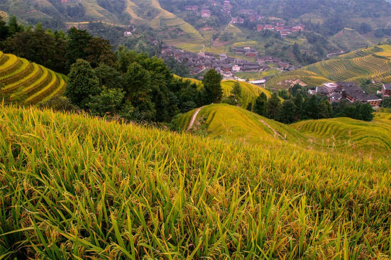 Longsheng Ethnic Minority & Rice Terraces Full-Day Tour - Good To Know