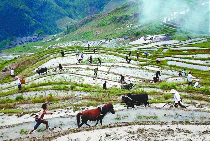 Longsheng Ethnic Minority & Rice Terraces Full-Day Tour - Customer Reviews and Feedback