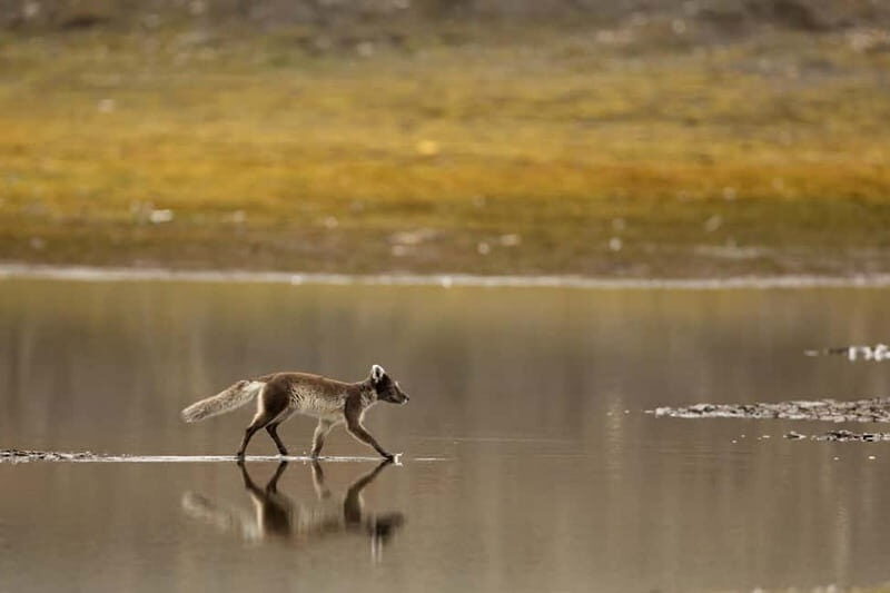 Longyearbyen: Wildlife Safari & Hiking Photography Tour - An In-Depth Look at the Experience