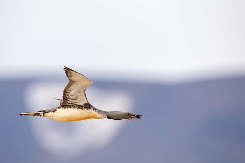 Longyearbyen: Wildlife Safari & Hiking Photography Tour - The Sum Up