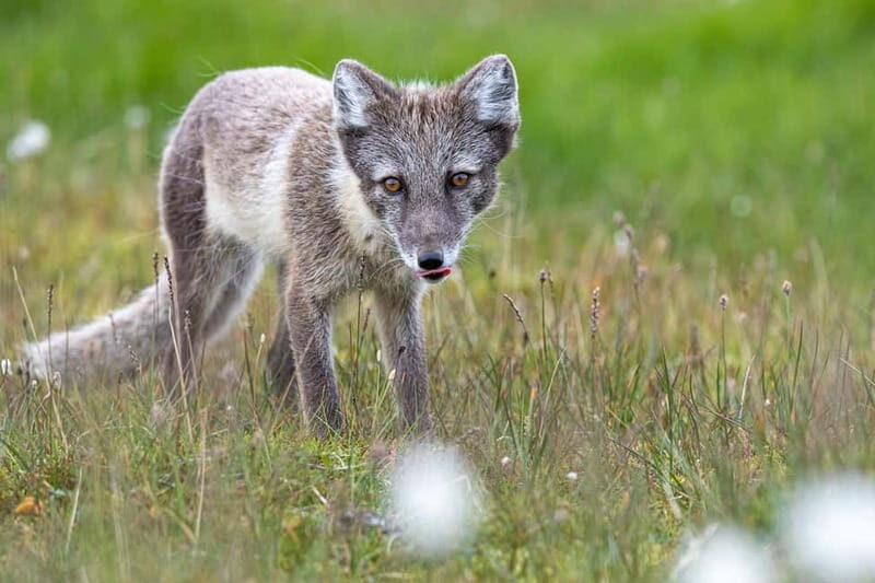 Longyearbyen: Wildlife Safari & Hiking Photography Tour - FAQ