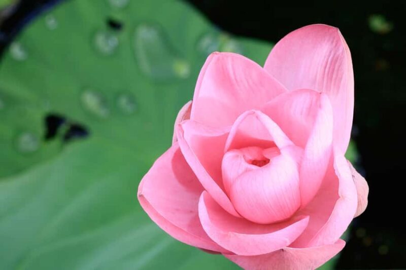 LookAbout Darwin Wetlands Wildlife Premium Tour Max 6 Guests - Key Points