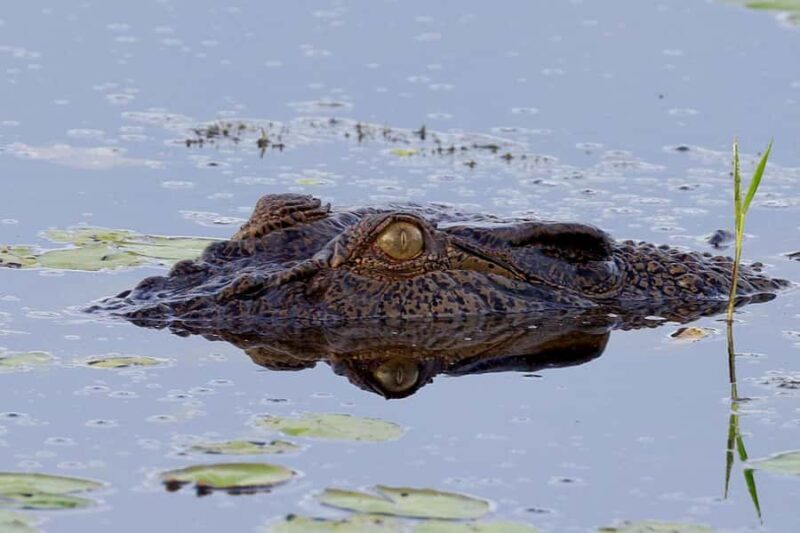 LookAbout Darwin Wetlands Wildlife Premium Tour Max 6 Guests - An In-Depth Look at the Experience