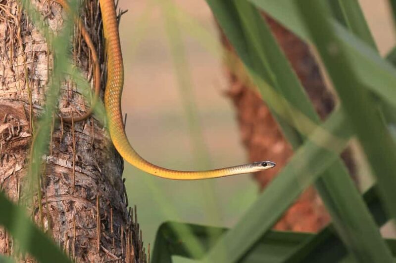 LookAbout Darwin Wetlands Wildlife Premium Tour Max 6 Guests - Frequently Asked Questions