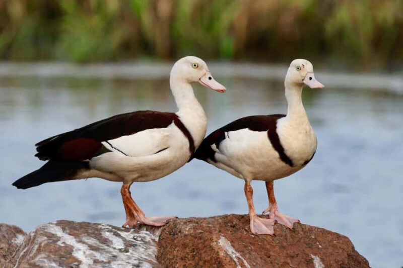 LookAbout Darwin Wetlands Wildlife Premium Tour Max 6 Guests - Final Thoughts