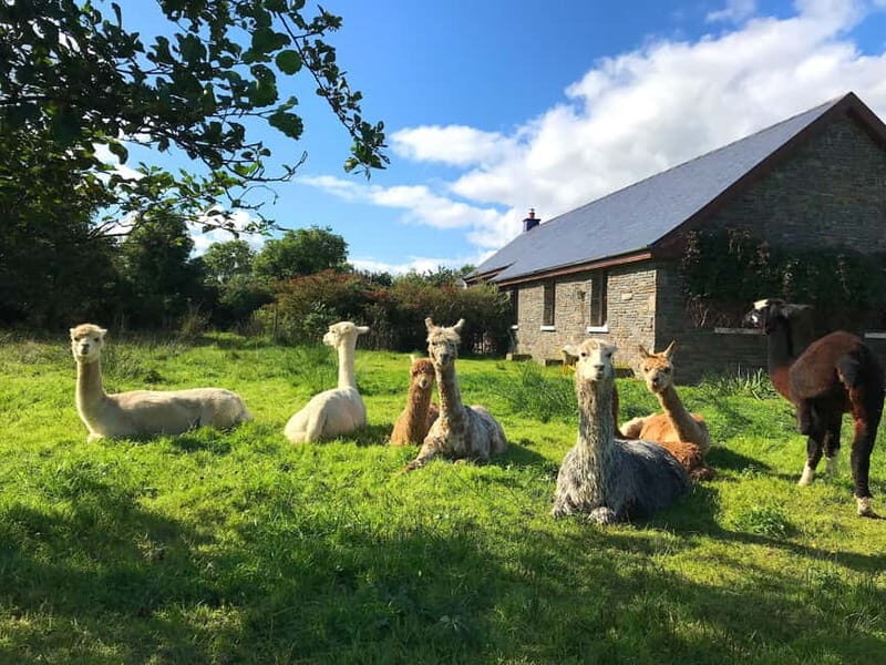 Loop Head: Alpaca Experience with Walk and Wool Spinning - Introduction