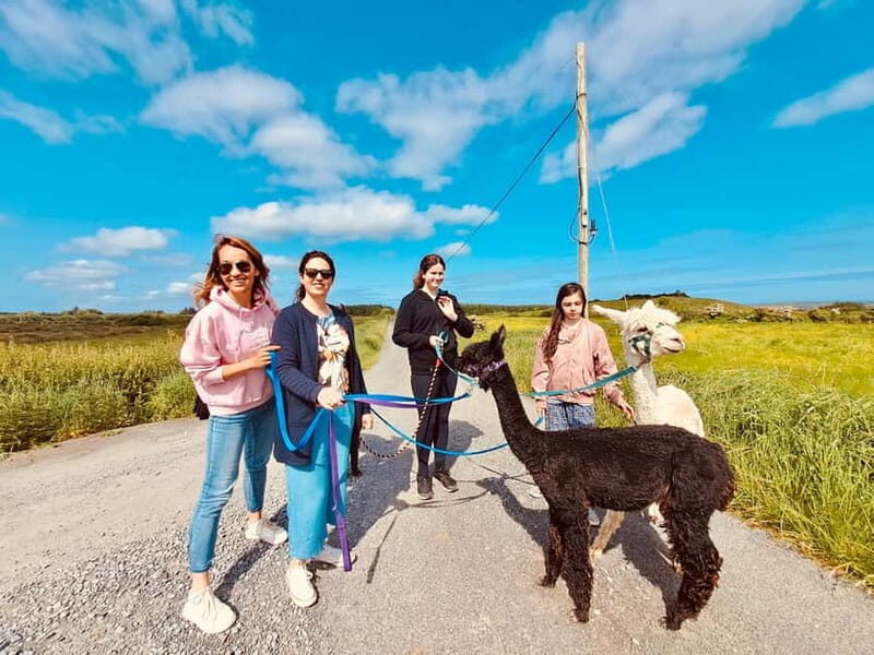 Loop Head: Alpaca Experience with Walk and Wool Spinning - Key Points