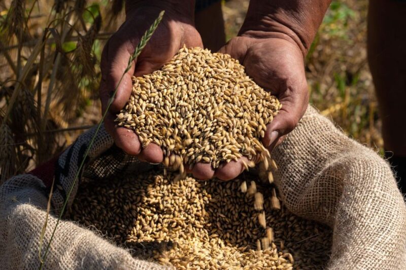 Loosbroek: Grain-to-glass Whisky Distillery Tour & Tasting - Distillery Experience