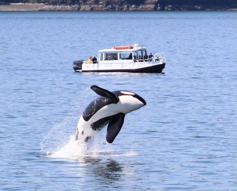 Lopez Island: Whale & Orca Boat Tour - Tour Inclusions