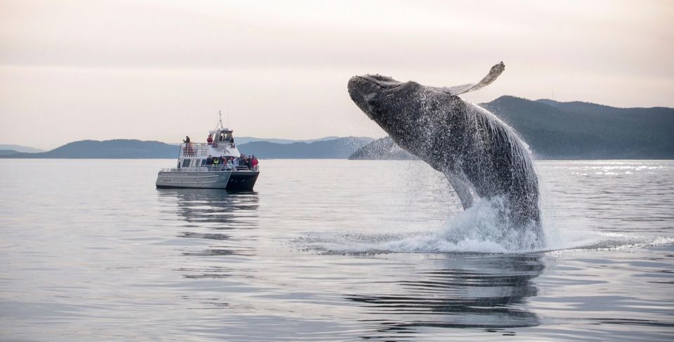 Lopez Island: Whale & Orca Boat Tour - Meeting Point and Logistics
