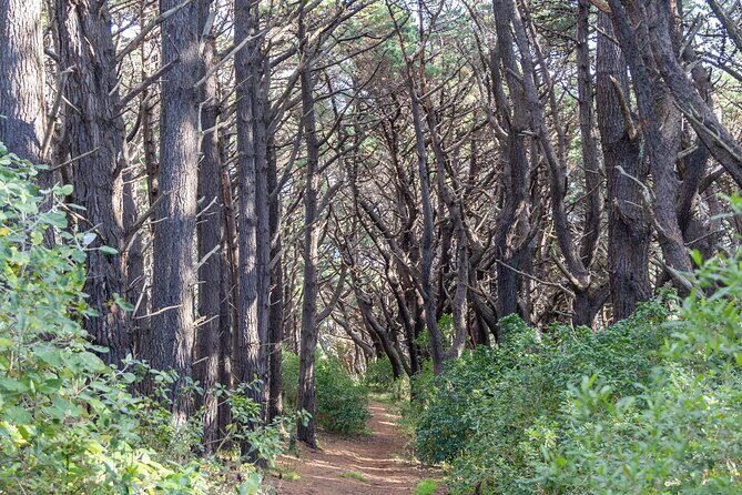 Lord of the Rings 1/2 day Tour to rule them all incl. Weta Tour - The Experience: What Makes It Special