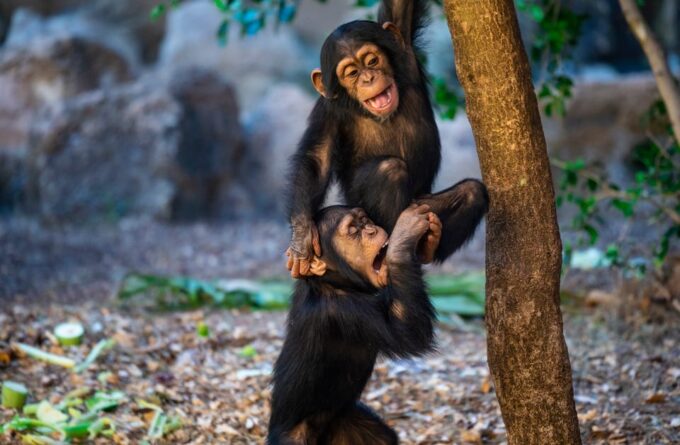 Loro Parque and Siam Park Combined Admission Tickets - Customer Feedback on Loro Parque