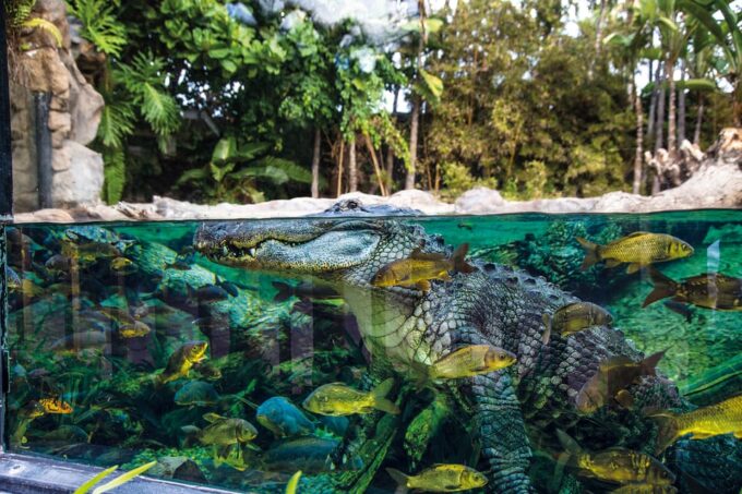 Loro Parque and Siam Park Combined Admission Tickets - Customer Feedback on Siam Park