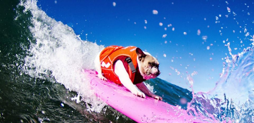 Los Angeles: Group Surfing Lesson - Eccentric Spirit of Venice Beach