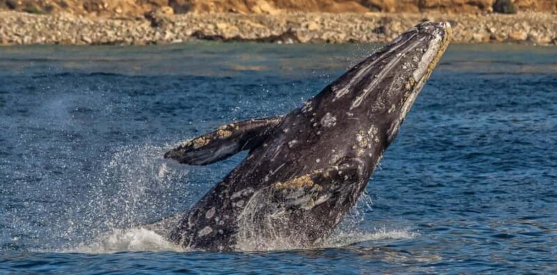 Los Angeles Harbor Breeze Cruise & Battleship USS Iowa Entry - Key Points