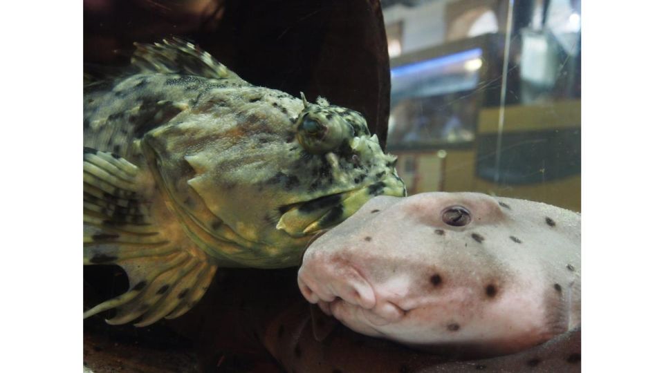 Los Angeles: Heal The Bay Aquarium in Santa Monica - Heal The Bay Organization