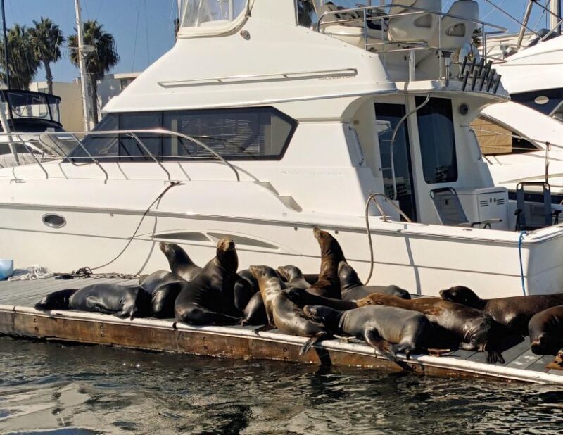 Los Angeles Luxury Boat Cruise Wine, Charcuterie Sealions - FAQ