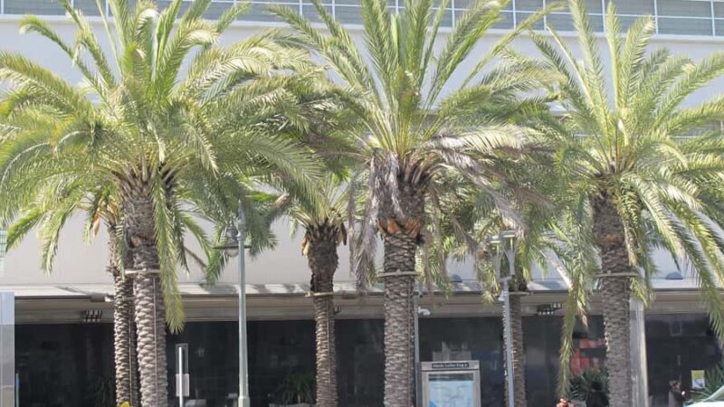 Los Angeles: South LA Black History Guided Driving Tour - Key Points