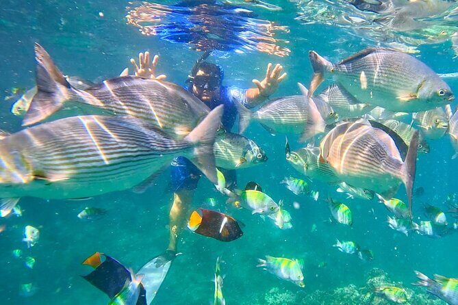 Los Arcos Snorkeling Adventure, Colomitos & Las Animas Beach - An In-Depth Look at the Tour Experience