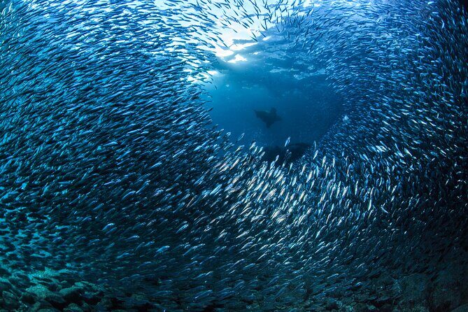 Los Cabos 2 tanks dive to The Corridor (Certified divers) - A Deep Dive Into the Experience