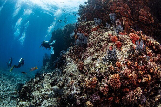 Los Cabos 2 tanks dive to The Corridor (Certified divers) - Who Should Consider This Tour?