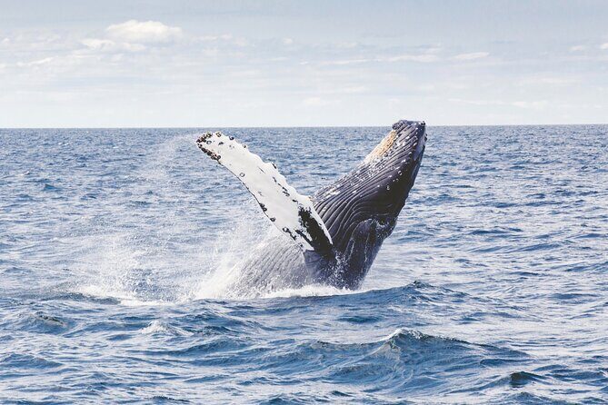Los Cabos All Included Whale Watching Experience - FAQ about the Los Cabos Whale Watching Experience