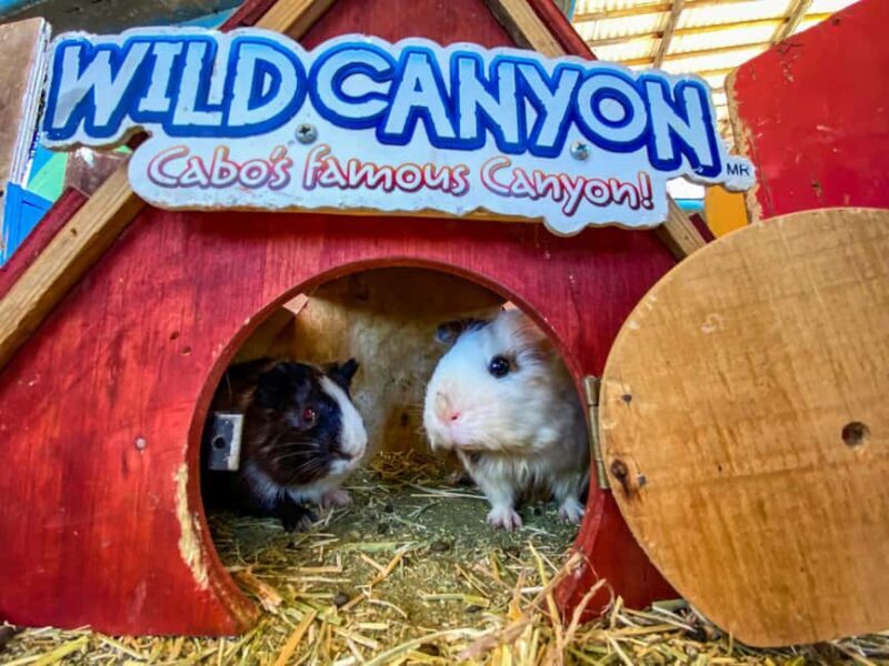 Los Cabos: Animal Encounter & Aqua Park Adventure - FAQ: Practical Questions About the Tour