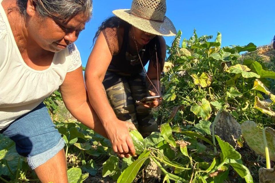 Los Cabos: Azteca Cactus Taco Farm to Table Cooking Class - Authentic Flavors and Warm Hospitality