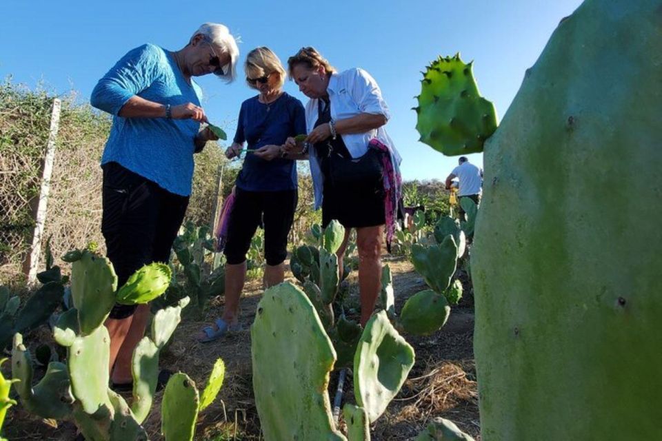 Los Cabos: Azteca Cactus Taco Farm to Table Cooking Class - Whats Included in the Tour