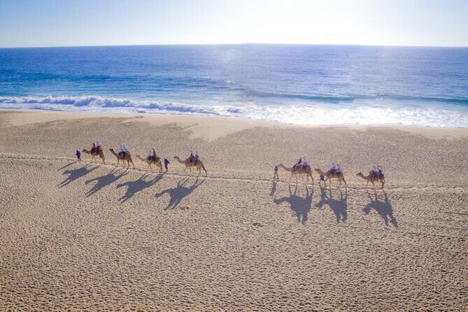 Los Cabos Camel Ride and Tequila Tasting Experience - The Sum Up