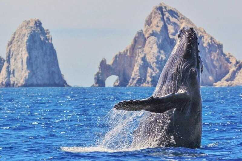 Los Cabos: Catamaran Whale Watching Cruise - FAQ