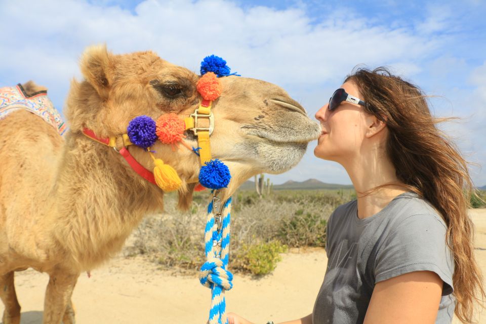 Los Cabos: Desert & Sea Camel Safari Tour With Lunch - Camel Ride Experience