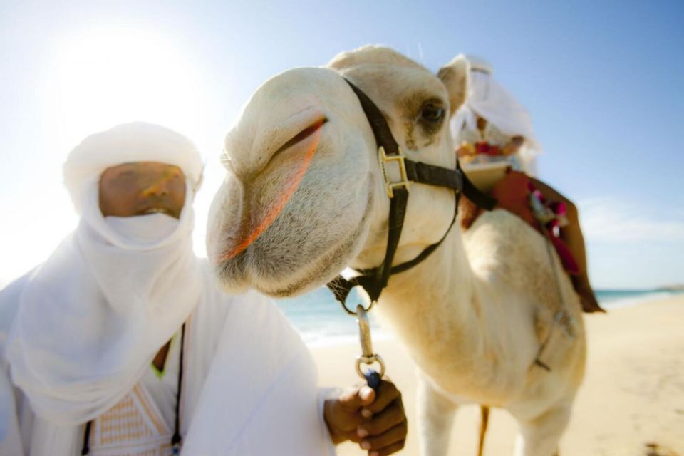Los Cabos: Desert & Sea Camel Safari Tour With Lunch - Hiking the Mexican Countryside
