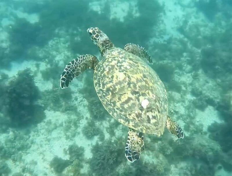 Los Cabos: Guided Snorkeling Tour with Transportation - An Honest Look at the Snorkeling Experience in Chileno Bay