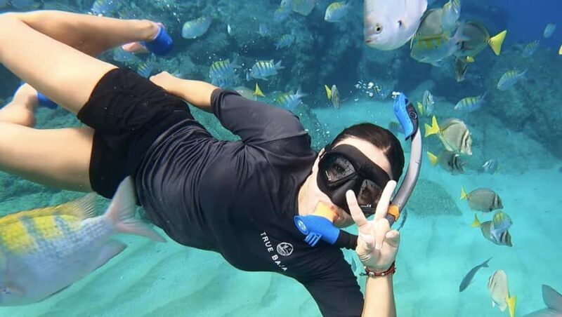 Los Cabos: Guided Snorkeling Tour with Transportation - Who Is This Tour Best For?