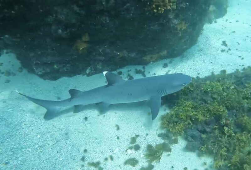 Los Cabos: Guided Snorkeling Tour with Transportation - FAQ