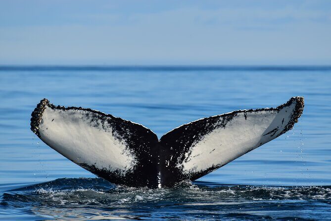Los Cabos Humpback Whale: 10-Hour Tour 3 Hours of Whale Watching - How Good Is the Value?