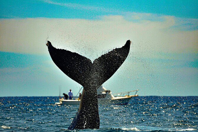 Los Cabos Humpback Whale: 10-Hour Tour 3 Hours of Whale Watching - The Sum Up