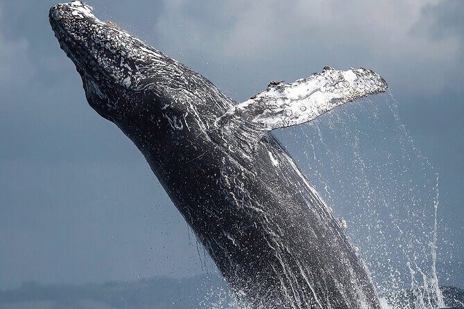 Los Cabos Humpback Whale: 10-Hour Tour 3 Hours of Whale Watching - FAQs