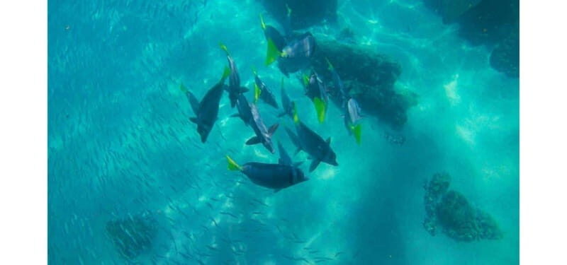 Los Cabos: Land's End Kayak and Snorkel Tour - Authentic Experiences and Reviewer Insights
