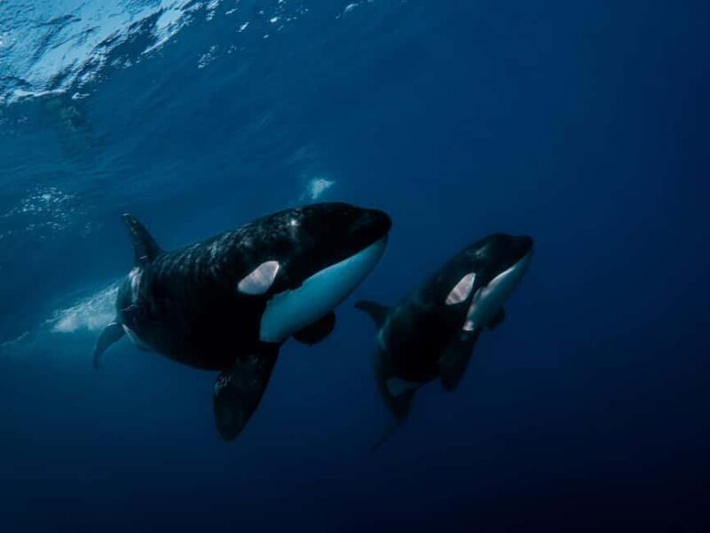 Los Cabos: Ocean Safari Snorkeling and Freediving Tour - An In-Depth Look at the Experience