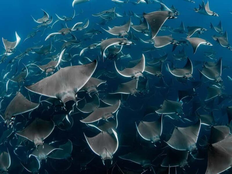 Los Cabos: Ocean Safari Snorkeling and Freediving Tour - The Sum Up