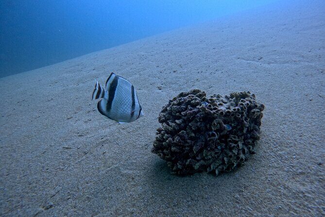 Los Cabos Open Water Diver Course - FAQs