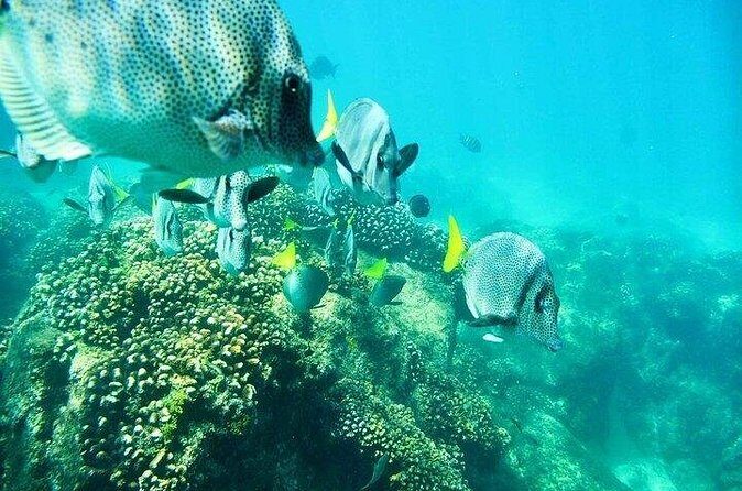 Los Cabos Platinum Snorkel Experience - Why This Tour Delivers Value