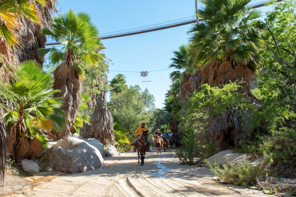 Los Cabos: The Great Fandango Horseback Riding Adventure - Equine Companions