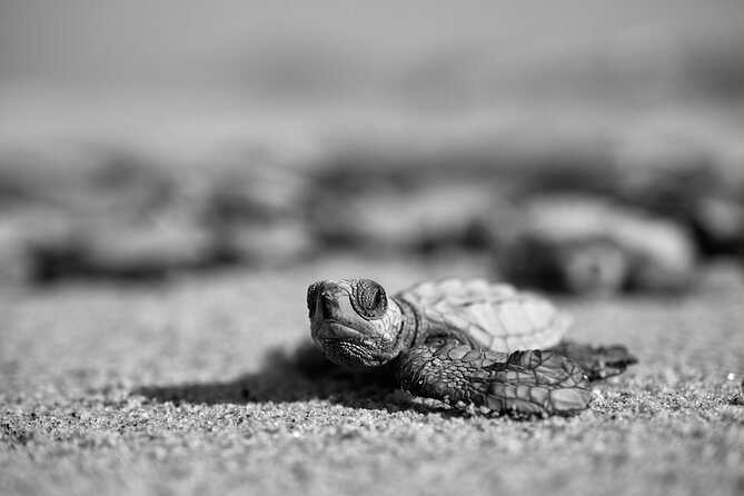 Los Cabos Turtle Release Conservation Program - Reviews and Testimonials